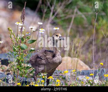 Junge Kanadische Gans, die in ihrem Lebensraum und ihrer Umgebung auf dem Feld mit wilden Blumen und Felsen spazieren. Gänseblümchen. Stockfoto