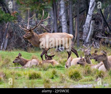 Elchmännchen schützen ihre Herde weibliche Kühe in ihrer Umgebung und Umgebung mit einem Wald verwischen Hintergrund. Rothirse Porträt. Stockfoto