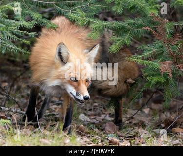 Rotfuchskopf Nahes Profil zwischen Nadelholzzweigen der Fichte in ihrer Umgebung und ihrem Lebensraum. Kopfschuss. Fox-Bild. Bild. Hochformat. Stockfoto