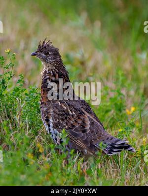 Rebhuhn-Rüschen-Birkhuhn brüht sich im Wald mit einem verwackelten Laubhintergrund in seiner Umgebung und Umgebung. Stockfoto