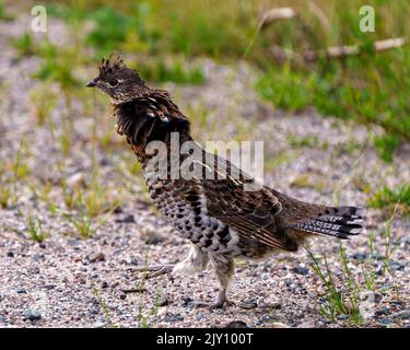 Rebhuhn-Rüschen-Birkhuhn brüht sich im Wald mit einem verwackelten Laubhintergrund in seiner Umgebung und Umgebung. Stockfoto