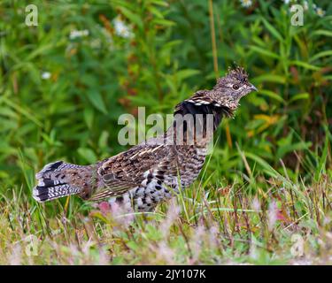 Rebhuhn-Rüschen-Birkhuhn brüht sich im Wald mit einem verwackelten Laubhintergrund in seiner Umgebung und Umgebung. Stockfoto