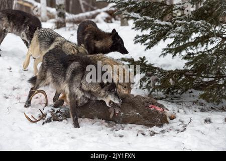 Grauer Wolf (Canis lupus) Pack Schulter in auf Weißschwanzhirsche Karkasse Winter - Gefangene Tiere Stockfoto