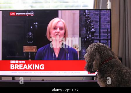 London, Großbritannien. 06. September 2022. Ein Hund sieht sich das Fernsehen an, als die neue Premierministerin Liz Truss die Nation vor der Downing Street Nummer 10 anspricht, nachdem sie die Regierung von Boris Johnson übernommen hat. Kredit: Paul Marriott/Alamy Live Nachrichten Stockfoto