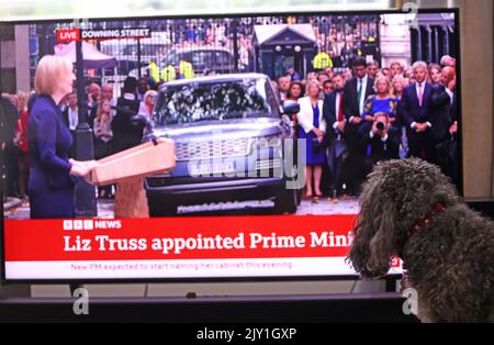 London, Großbritannien. 06. September 2022. Ein Hund sieht sich das Fernsehen an, als die neue Premierministerin Liz Truss die Nation vor der Downing Street Nummer 10 anspricht, nachdem sie die Regierung von Boris Johnson übernommen hat. Kredit: Paul Marriott/Alamy Live Nachrichten Stockfoto