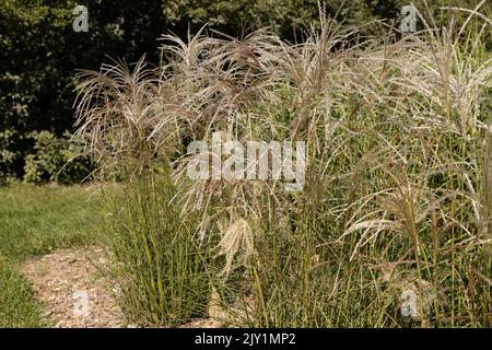 Miscanthus sinensis 'kleine Fontaine' Japanisches Silbergras Stockfoto