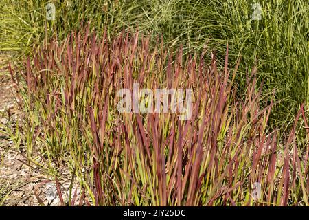 Imperata cylindrica 'Red Baron' Japanisches Blutgras. Stockfoto