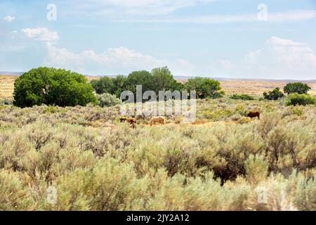 Pferde grasen in einer Farch-Sageburst-Steppenlandschaft mit Salbeipinsel und Bäumen nördlich von Cody, Wyoming Stockfoto