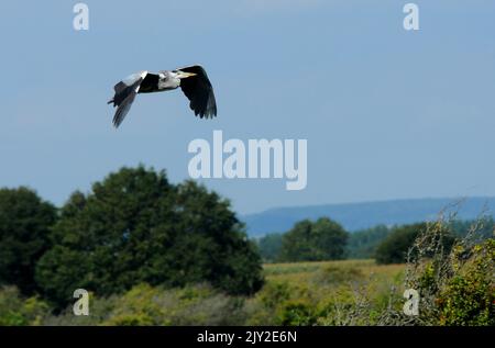 09/09/2013 . GRAY HERON, ARDEA CINERA, IM FLUG ÜBER DEN HAFEN VON PAGHAM, WEST SUSSEX. BILDER VON MIKE WALKER, MIKE WALKER Stockfoto