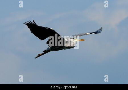 09/09/2013 . GRAY HERON, ARDEA CINERA, IM FLUG ÜBER DEN HAFEN VON PAGHAM, WEST SUSSEX. BILDER VON MIKE WALKER, MIKE WALKER Stockfoto