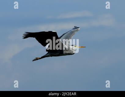 09/09/2013 . GRAY HERON, ARDEA CINERA, IM FLUG ÜBER DEN HAFEN VON PAGHAM, WEST SUSSEX. BILDER VON MIKE WALKER, MIKE WALKER Stockfoto