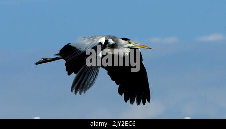 09/09/2013 . GRAY HERON, ARDEA CINERA, IM FLUG ÜBER DEN HAFEN VON PAGHAM, WEST SUSSEX. PIC MIKE WALKER,2013 MIKE WALKER BILDER Stockfoto