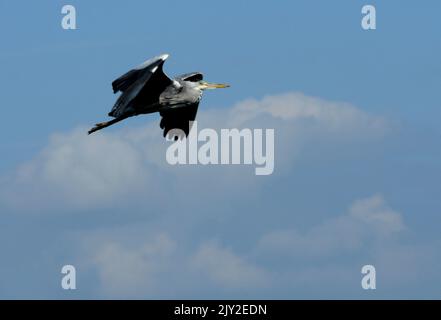 09/09/2013 . GRAY HERON, ARDEA CINERA, IM FLUG ÜBER DEN HAFEN VON PAGHAM, WEST SUSSEX. BILDER VON MIKE WALKER, MIKE WALKER Stockfoto