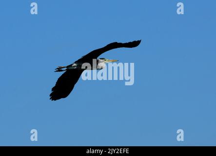 09/09/2013 . GRAY HERON, ARDEA CINERA, IM FLUG ÜBER DEN HAFEN VON PAGHAM, WEST SUSSEX. BILDER VON MIKE WALKER, MIKE WALKER Stockfoto