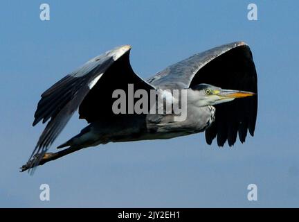 EIN GRAUER REIHER, DER FLIEGT, IM FLUG, HAFEN VON PAGHAM, WEST SUSSEX PIC MIKE WALKER 2013 Stockfoto