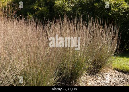 Schizachyrium Scoparium 'MinnBlueA' Blue Heaven Little bluestem Grass. Stockfoto