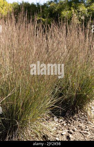 Schizachyrium Scoparium 'MinnBlueA' Blue Heaven Little bluestem Grass. Stockfoto