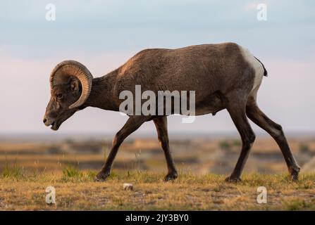 Bighorn Schaframmspaziergänge und grast im Badlands National Park in South Dakota Stockfoto