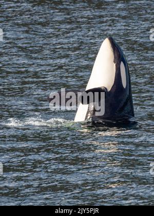 Killerwal oder Orca, Orcinus Orca, Spionagehopping im Südosten Alaskas, USA Stockfoto