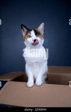 Hungrige Katze, die in einem Karton steht und auf die Kamera schaut, die auf grauem Hintergrund mit Platz für Kopien die Lippen leckt Stockfoto