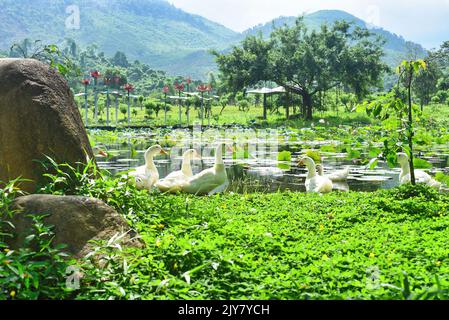 Weiße Enten ruhen an einem sonnigen Tag am Lotusensee in Vietnam Stockfoto