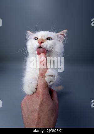 Niedliche weiße sibirische Kätzchen lecken Finger der menschlichen Hand auf grauen Studio-Hintergrund Stockfoto