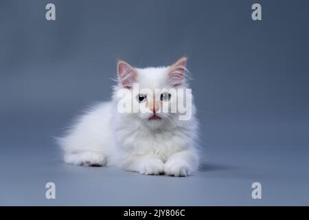 Niedliche flauschige weiße sibirische Kätzchen, die auf grauem Studiohintergrund ruhen, der aus der Zunge ragt Stockfoto