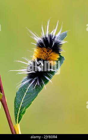 Eine vertikale Abbildung einer bandigen Wollbären-Raupe, die sich auf einem grünen Blatt in einem Lebensraum für Wildtiere im ländlichen Alberta, Kanada, ernährt. Stockfoto