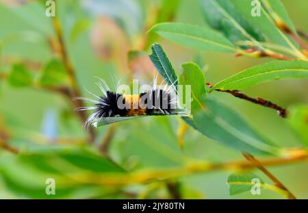 Ein horizontales Bild einer bandigen Wollbären-Raupe, die sich auf einem grünen Blatt in einem Lebensraum für Wildtiere im ländlichen Alberta, Kanada, ernährt. Stockfoto