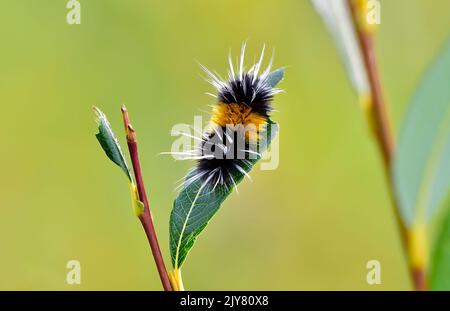 Ein horizontales Bild einer bandigen Wollbären-Raupe, die sich auf einem grünen Blatt in einem Lebensraum für Wildtiere im ländlichen Alberta, Kanada, ernährt. Stockfoto