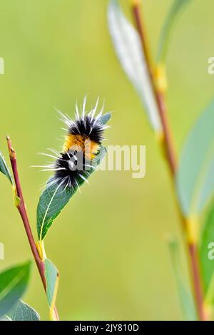 Ein schwarz-gelber Woolly Bear Caterpilla r'Pyrrharctia isabella', mit weißen Haaren, die sich auf einem grünen Blatt ernähren, wobei der Hintergrund in einem ländlichen Haa verschwommen ist Stockfoto