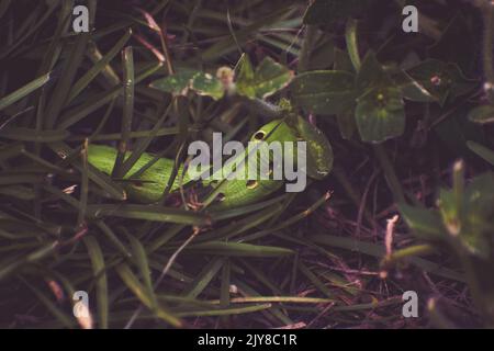 Green Tersa Sphinx Moth Caterpillar Essen in NC Yard Stockfoto