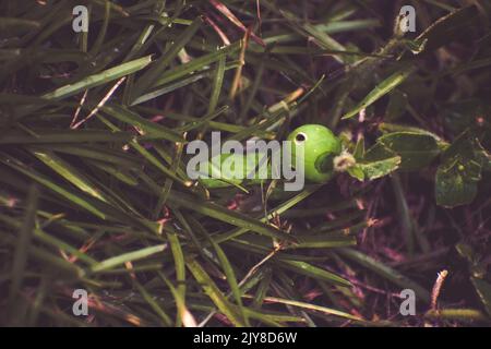 Grüne Tersa Sphinx Motte Caterpillar mit Augenspügeln Fresspflanze Stockfoto