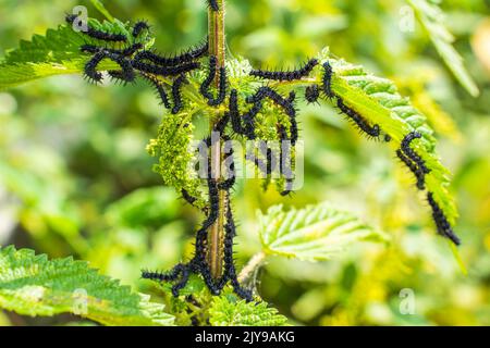 Viele schwarze Raupen des Pfauenschmetterlings auf Nesseln aus der Nähe, verschwommener Hintergrund. Eine schwarze Raupe mit Stacheln und weißen Punkten frisst das l Stockfoto