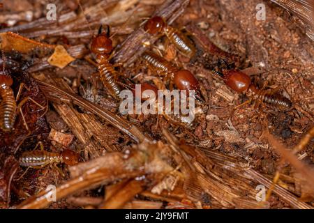 Erwachsene Jawsnouted Termiten der Art Syntermes nanus Stockfoto