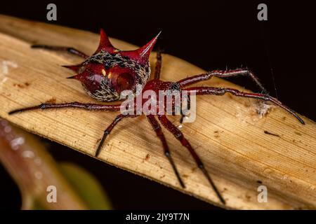 Erwachsene weibliche Orbweberin der Art Actinosoma pentacanthum Stockfoto