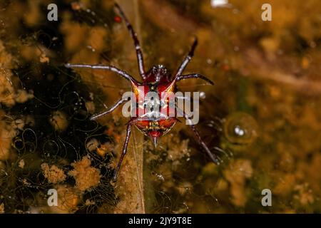 Erwachsene weibliche Orbweberin der Art Actinosoma pentacanthum Stockfoto