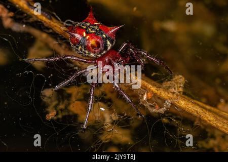 Erwachsene weibliche Orbweberin der Art Actinosoma pentacanthum Stockfoto