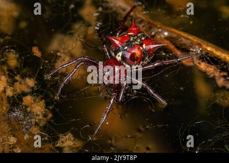 Erwachsene weibliche Orbweberin der Art Actinosoma pentacanthum Stockfoto