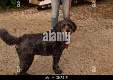Ein schwarzer Labradoodle, der auf Sand steht und an dem eine rote Leine befestigt ist Stockfoto