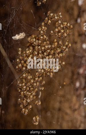 Silbergarten Orbweaver der Art Argiope argentata Stockfoto