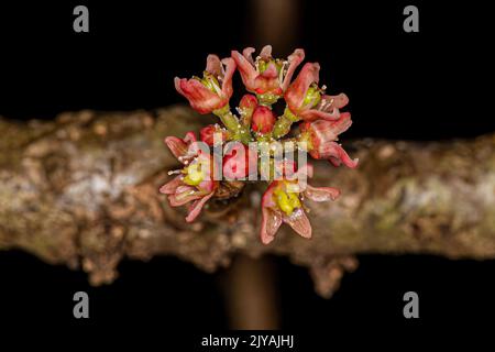 Rote Mombin Pflanzenblume der Art Spondias purea Stockfoto