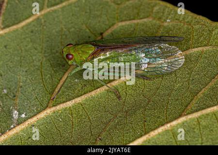 Adultes grünes Dictyopharidae-Planthopper-Insekt der Familie Dictyopharidae Stockfoto