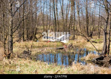 Der Frühlingswald wacht auf. Der Storch fliegt mit ausgestreckten Flügeln über die Bäume und den Sumpf Stockfoto