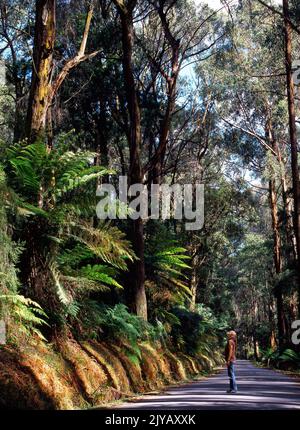 Eine Frau, die den Australian Forest, Victoria, Australien bewundert Stockfoto