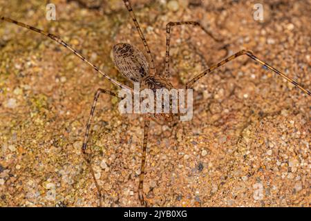 Erwachsene braune Spuckspinne der Gattung Sccytodes Stockfoto