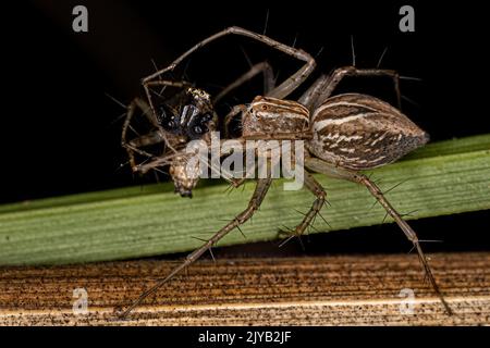 Gestreifte Luchs-Spinne der Gattung Oxyopes Stockfoto