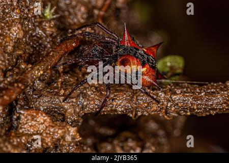 Erwachsene weibliche Orbweberin der Art Actinosoma pentacanthum Stockfoto