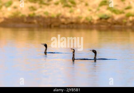 Kormoran im Wasser, der kleine Kormoran gehört zur Kormoran-Familie der Seevögel Stockfoto