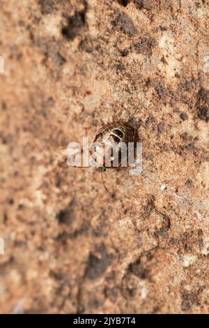 Goldener Ginsterschildkäfer, Piezodorus lituratus, Satara, Maharashtra, Indien Stockfoto